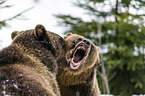 brown bears