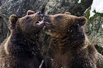 brown bears