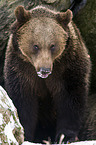 brown bear