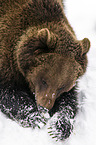 brown bear