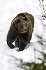 brown bear