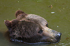 brown bear
