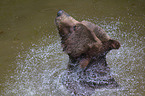 brown bear