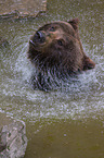 brown bear