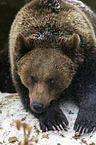 brown bear