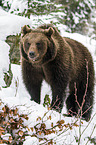 brown bear