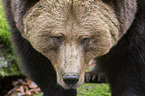 brown bear