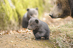 brown bears
