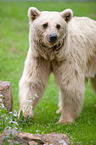 brown bear
