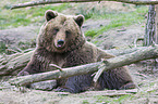 brown bear
