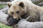 brown bear