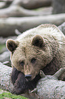 brown bear