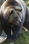 brown bear