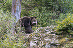 brown bear