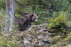 brown bear