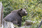brown bear