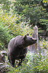 brown bear