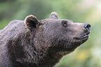 brown bear
