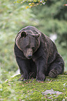 brown bear