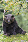 brown bear