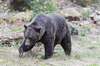 brown bear