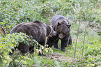 brown bears