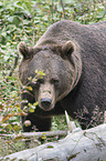 brown bear
