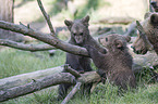 brown bears