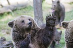 brown bear