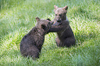 brown bears