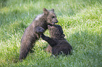 brown bears
