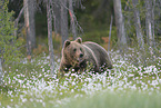 brown bear