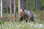 brown bear