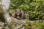 brown bear