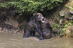 brown bears
