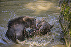 brown bears