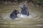 brown bears