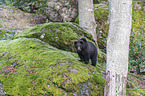 brown bear