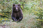 brown bear