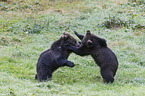 brown bears