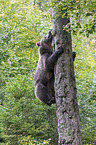 brown bear