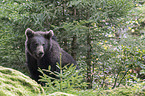brown bear