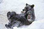 brown bear