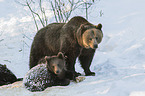 brown bears