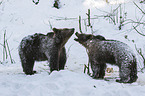 brown bears