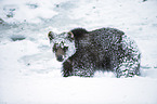 brown bear
