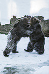 brown bears