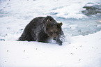 brown bear