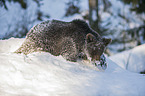brown bear