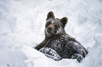 brown bear